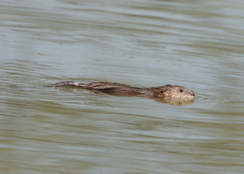 Bisamratte (Ondatra zibethicus) - © Alois Absenger